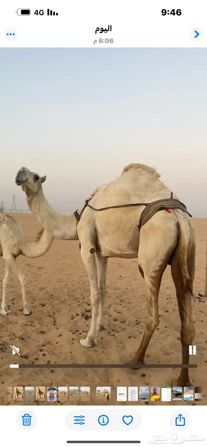 عشرا وضحى 0