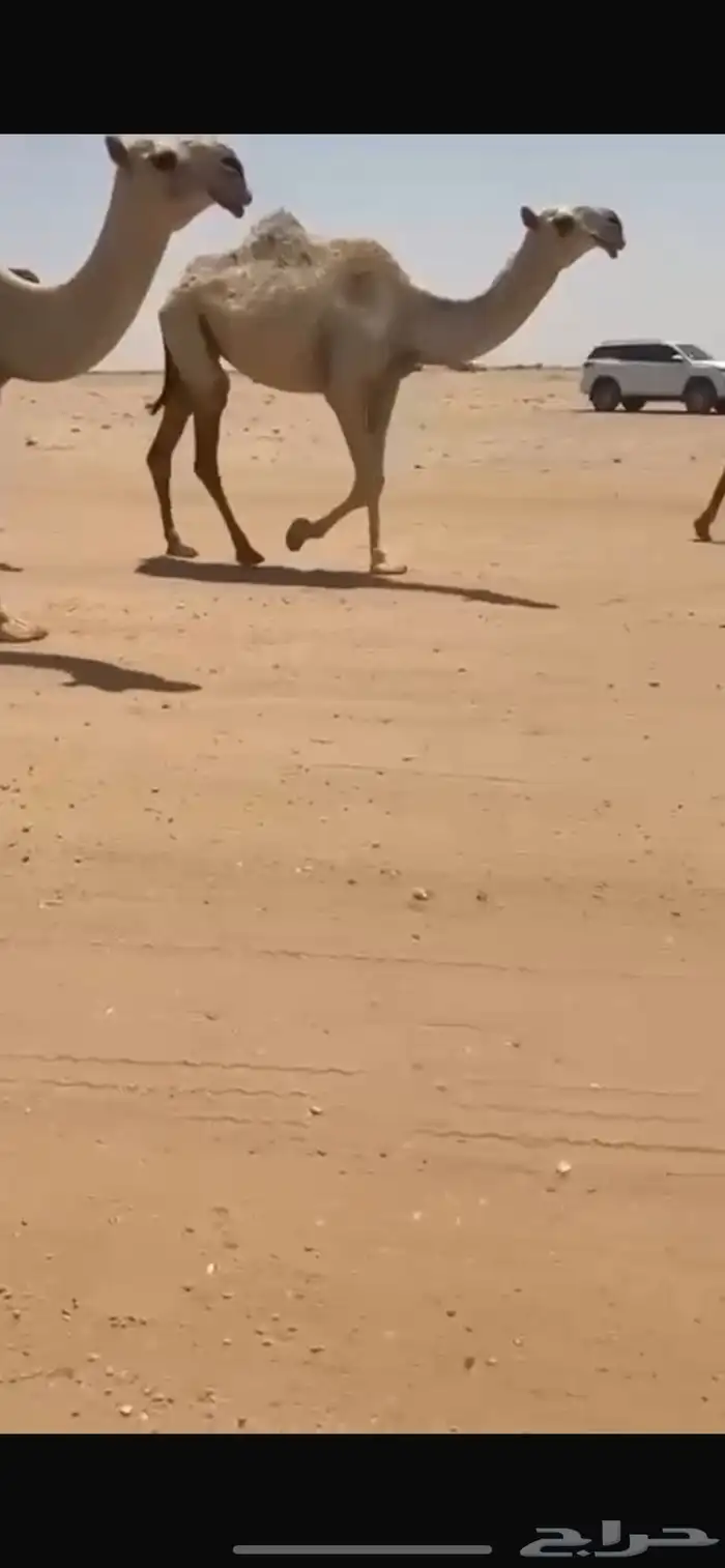 بكرة شقحاء كفوو 1