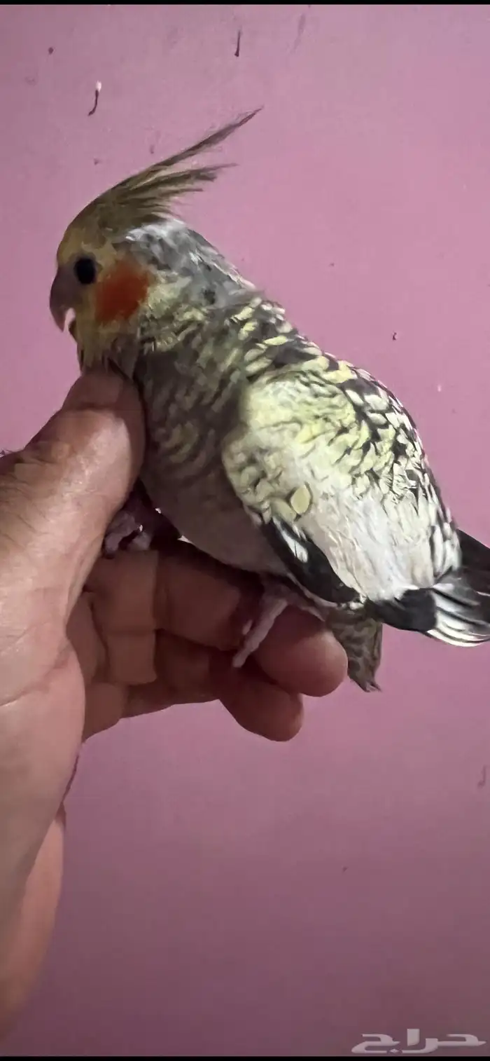 كروان تربيه 2