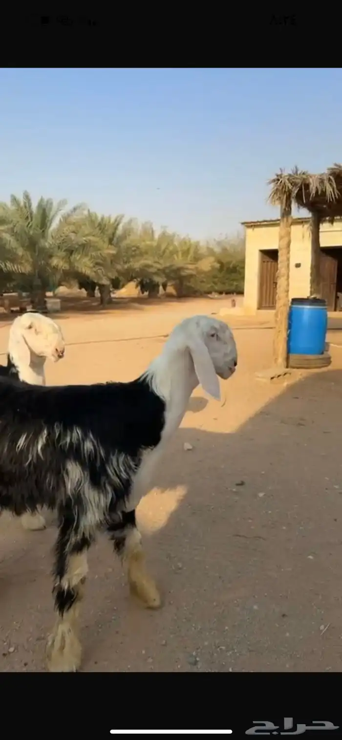 نجد 2