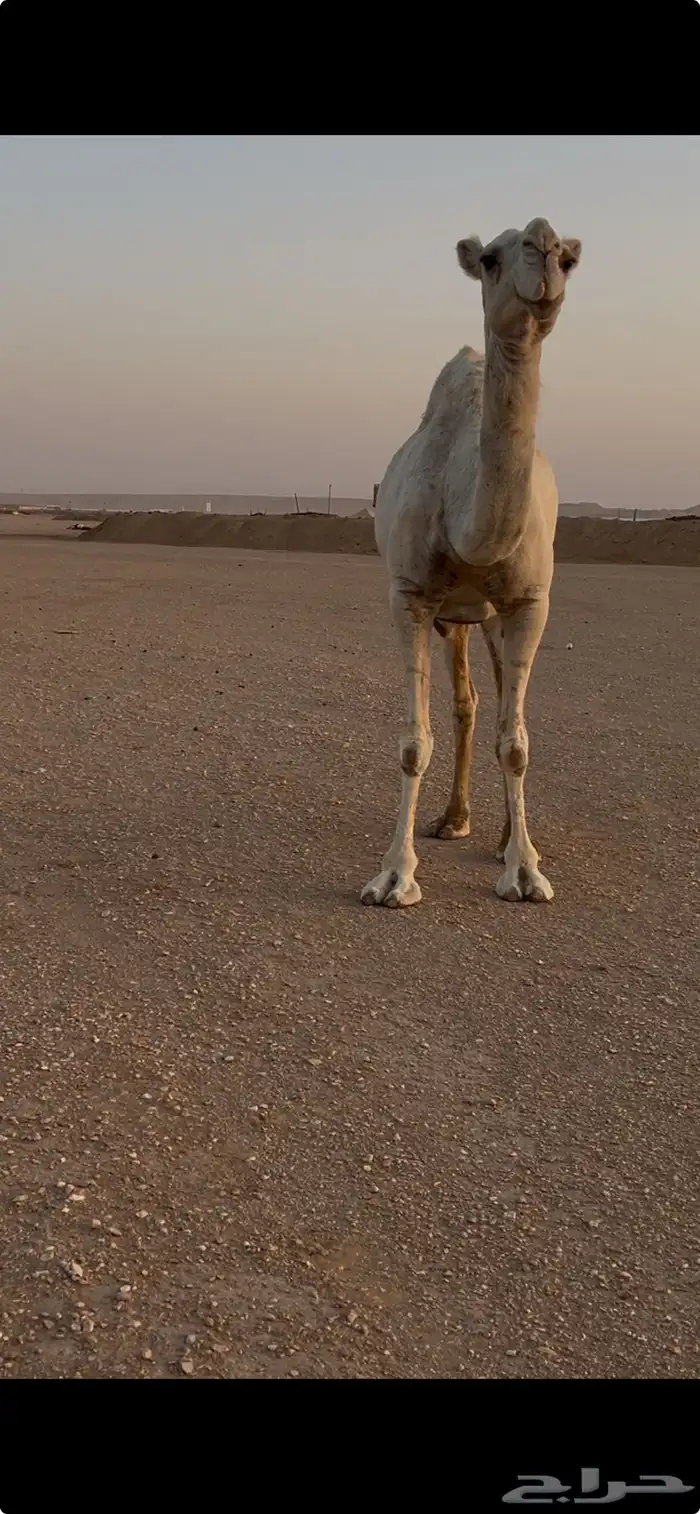 ناقه وضحاء كفو 5