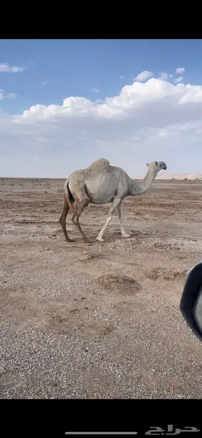 للبيع العشرا اطيبه index