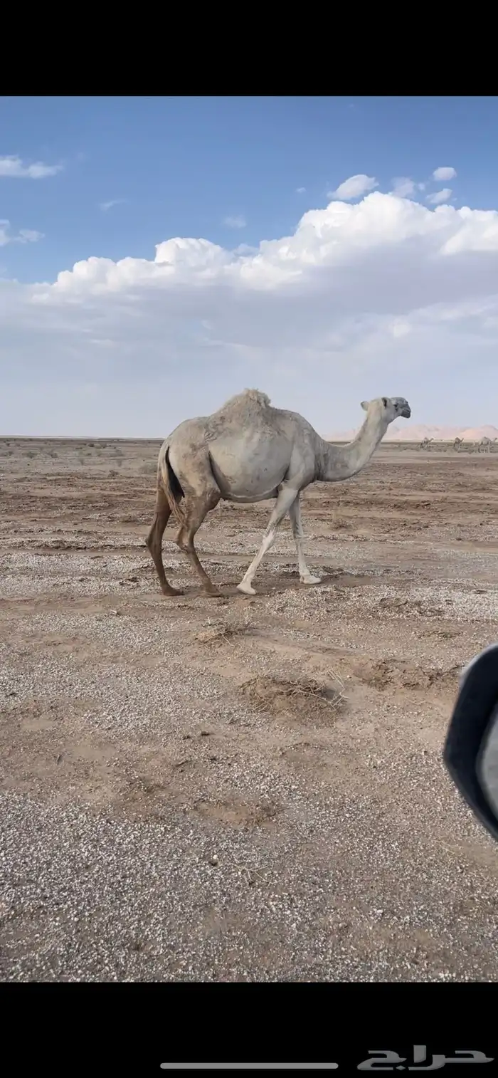 للبيع العشرا اطيبه 0