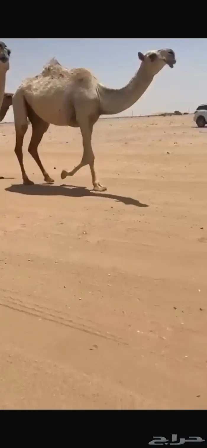 بكرة شقحاء كفوو 0