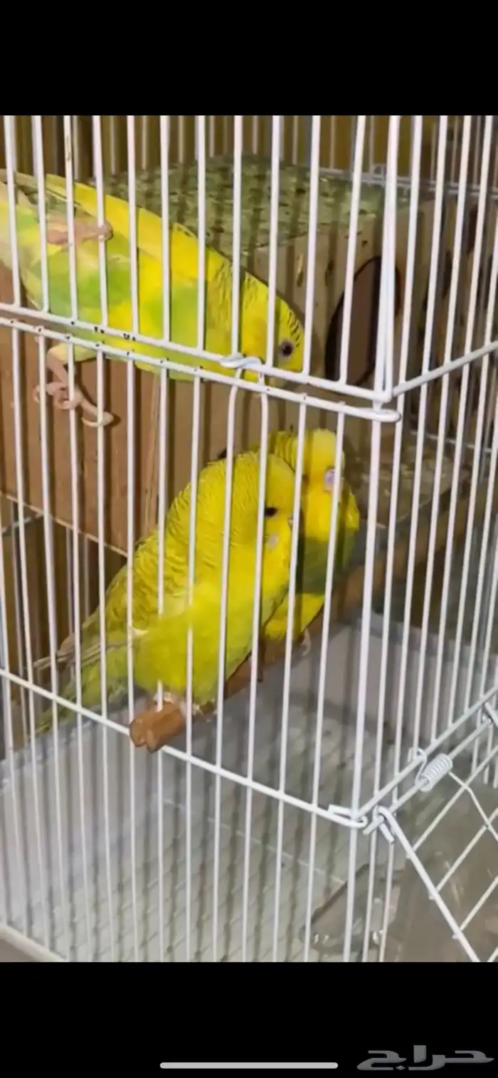 طيور الحب للبيع 1