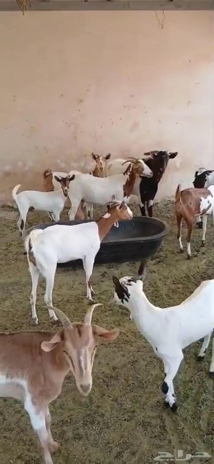معزا جنوبيه فاخرة بفحلها مراح واحد 4