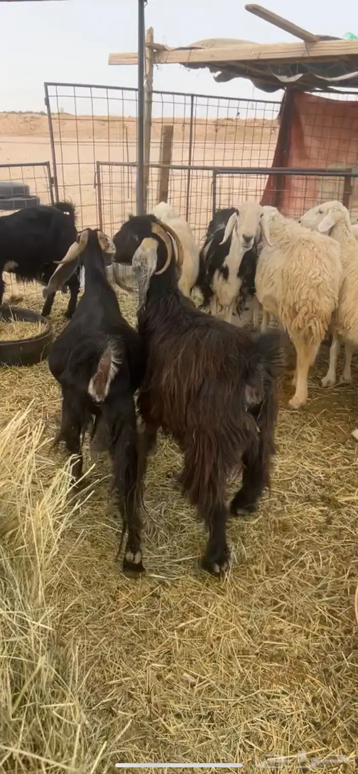 للبيع معزا دفيع 3