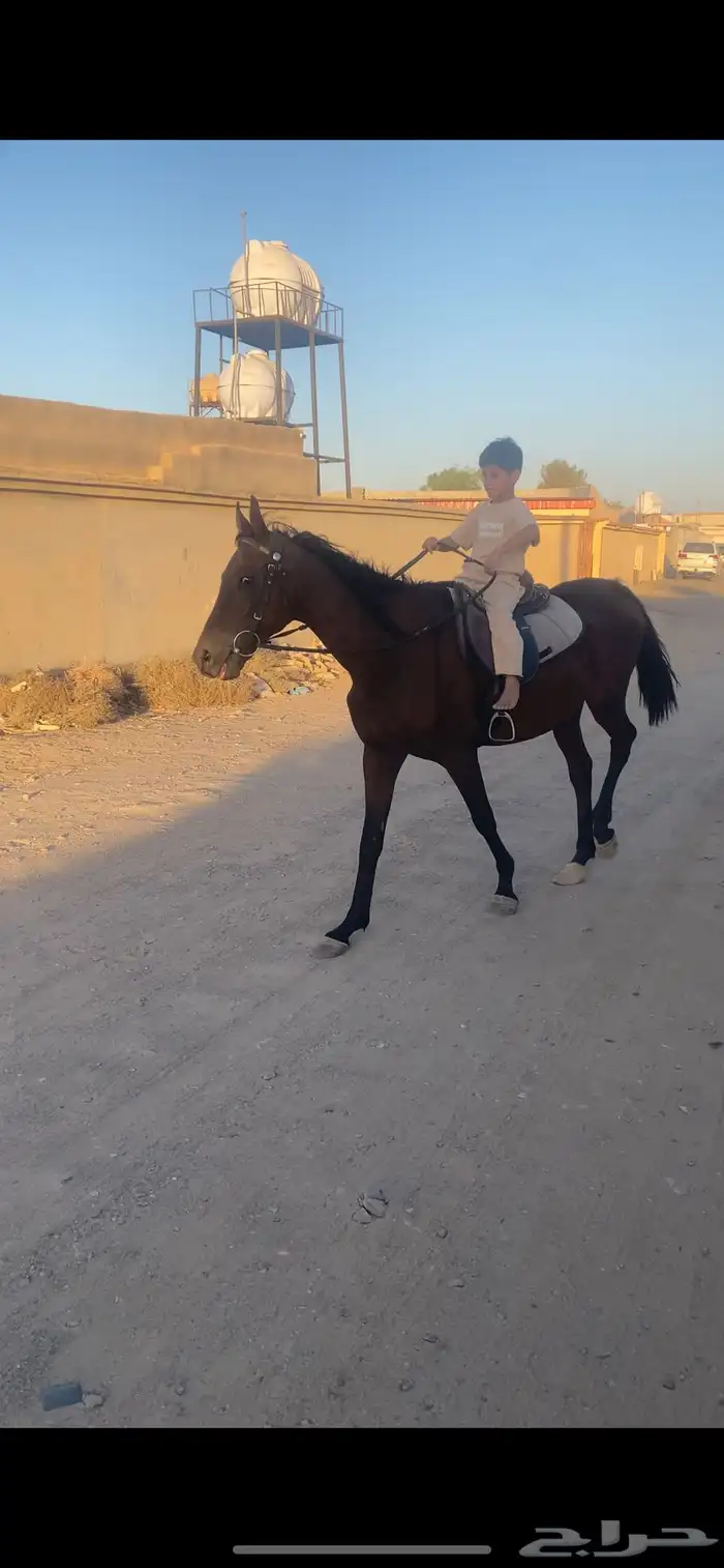 حصان شعبي 0