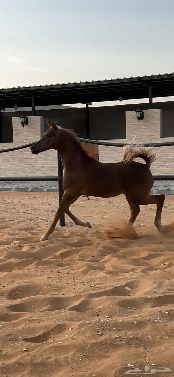 مهر مكس فاخر 0