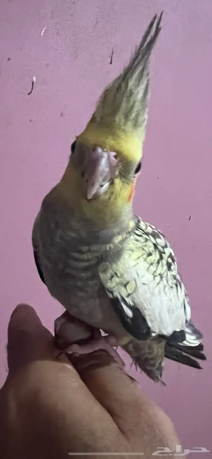 كروان تربيه 3