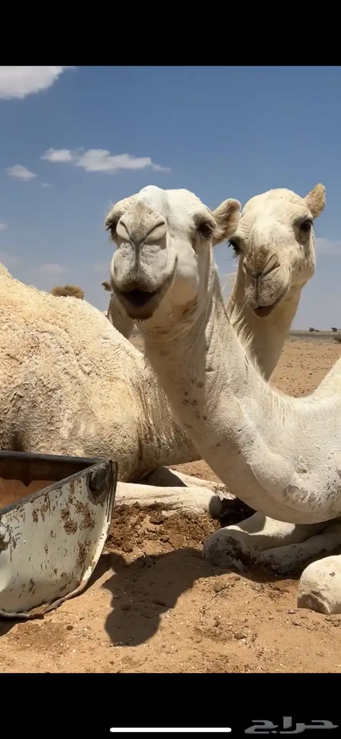 بكره وضحى 2