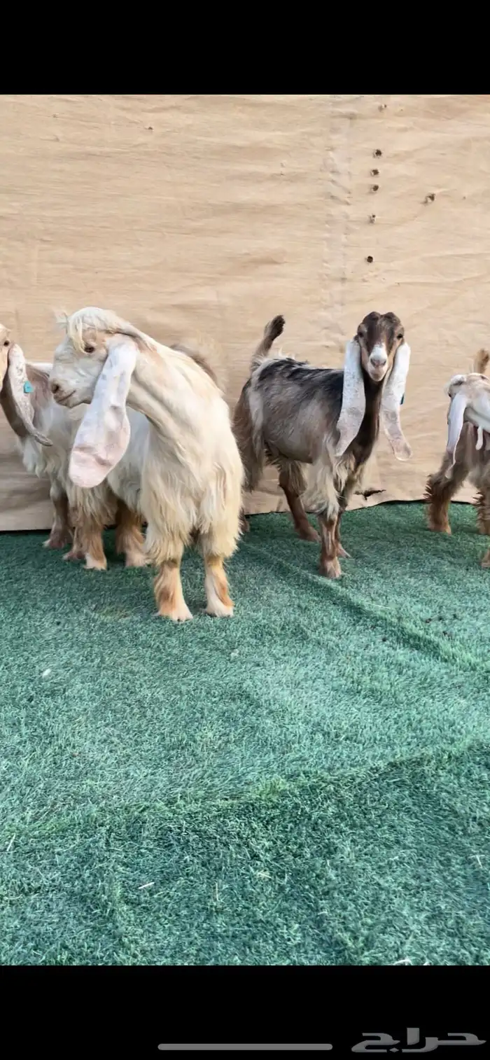 جفار عوارض صفر صنف فااخر معرفات 1