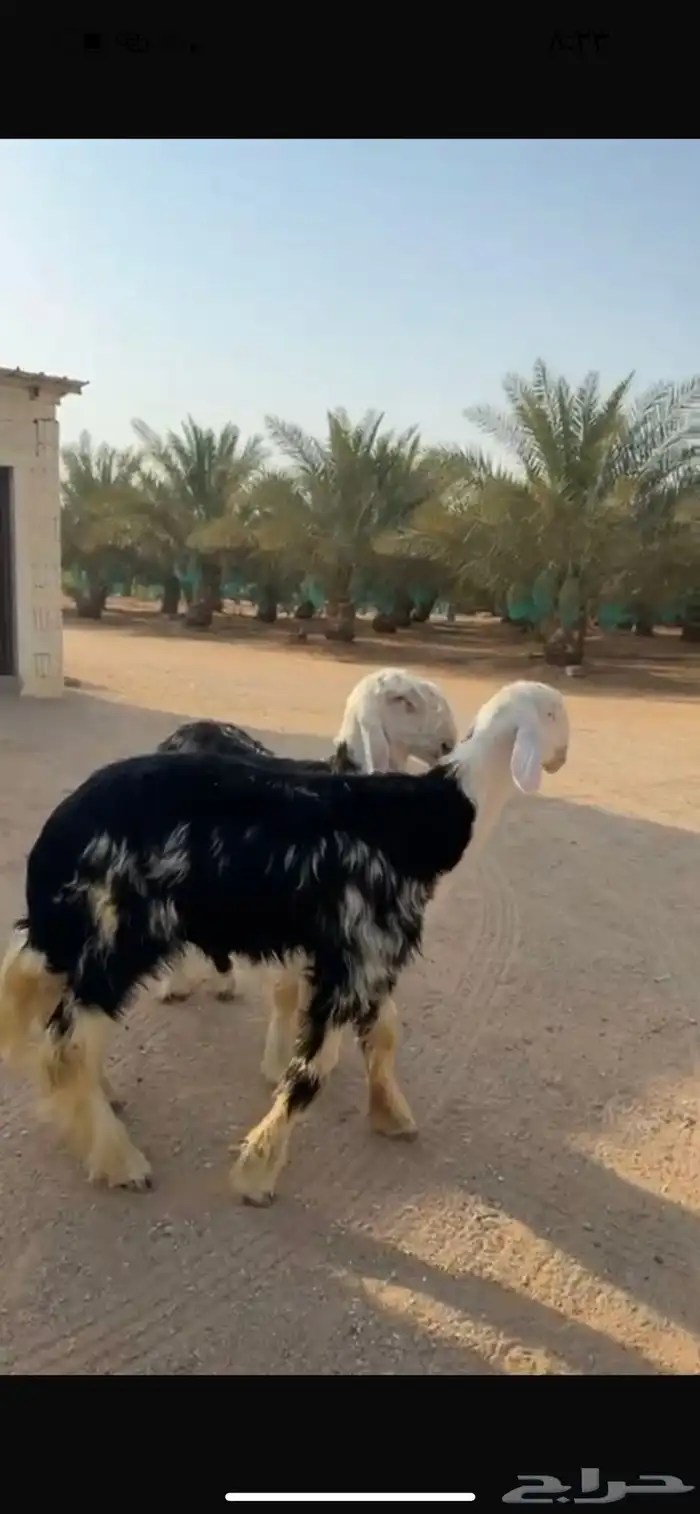 نجد 1