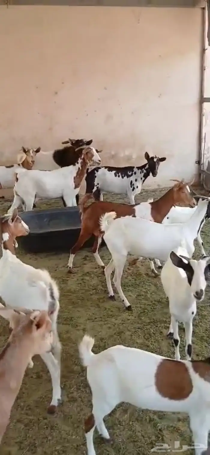 معزا جنوبيه فاخرة بفحلها مراح واحد 6
