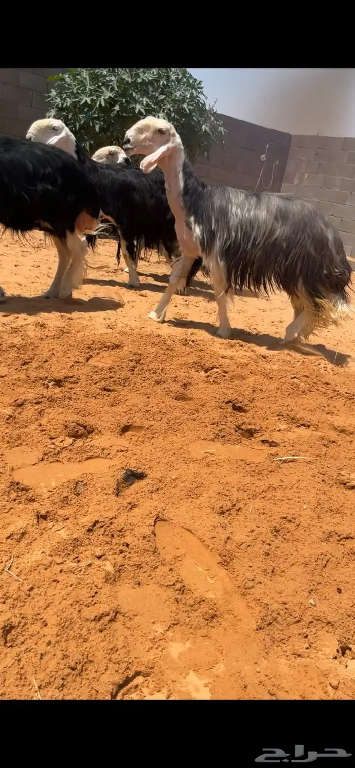 تم البيع 3
