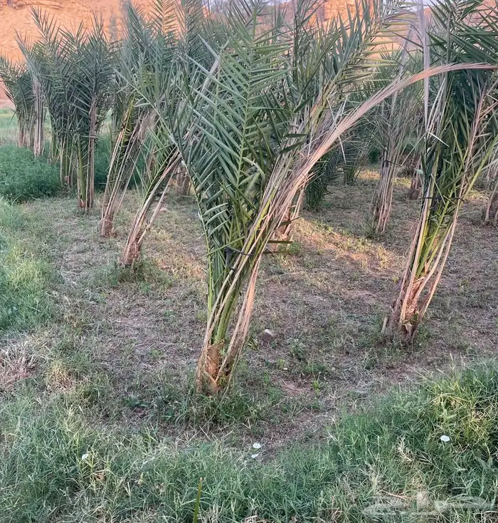 نقايل صقعي 3