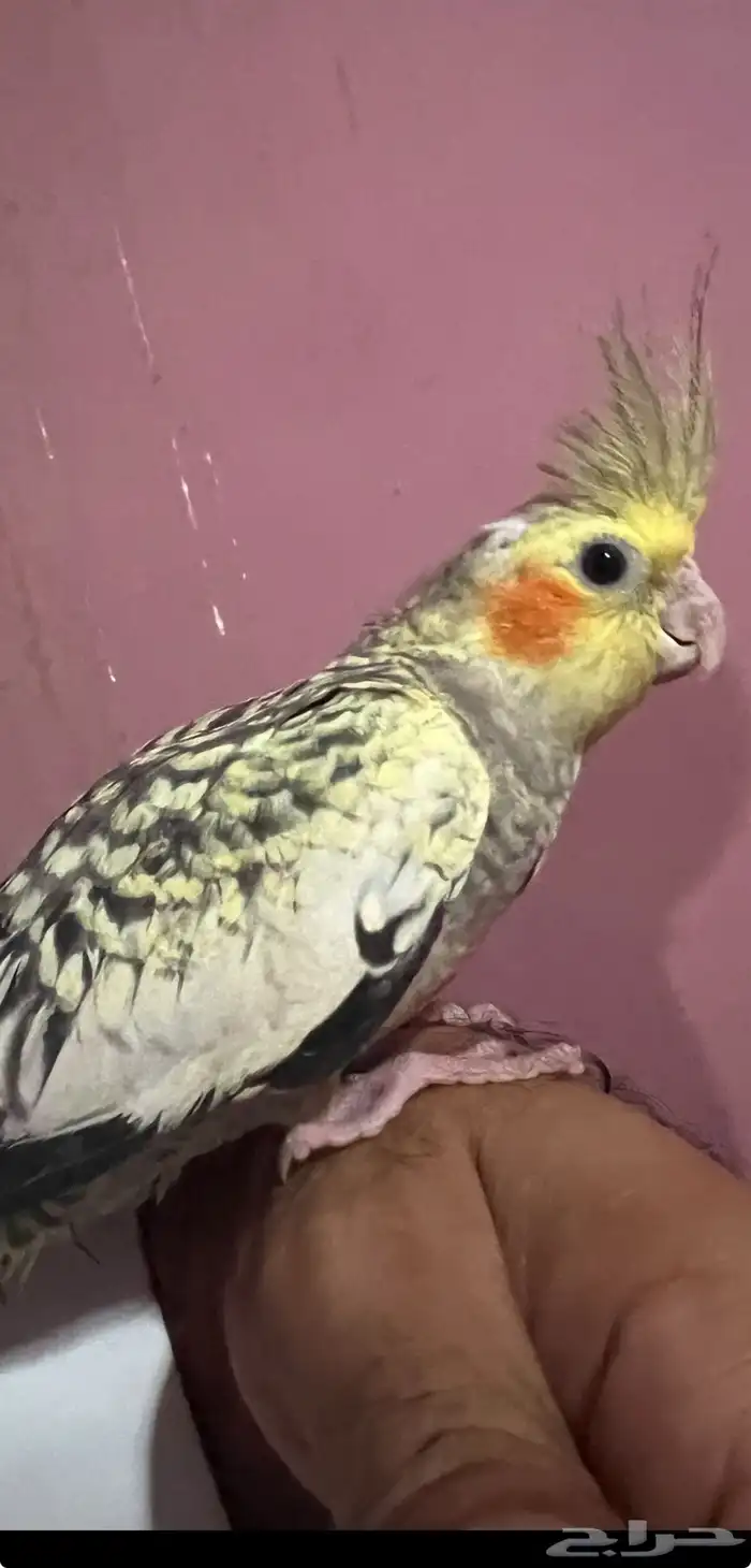 كروان تربيه 4