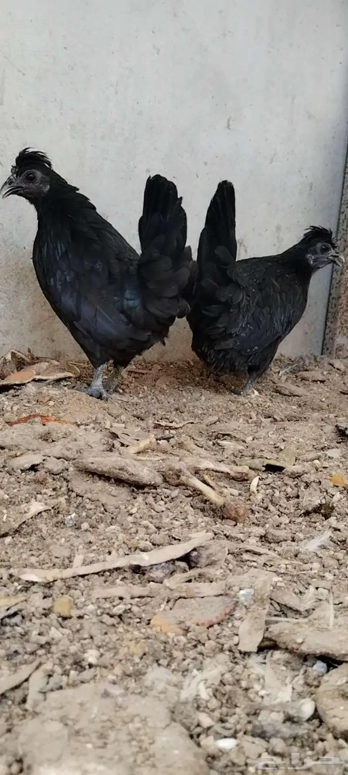 للبيع 3 دجاجات 2