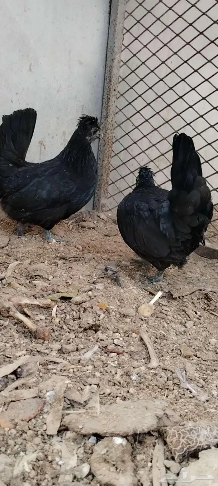 للبيع 3 دجاجات 6