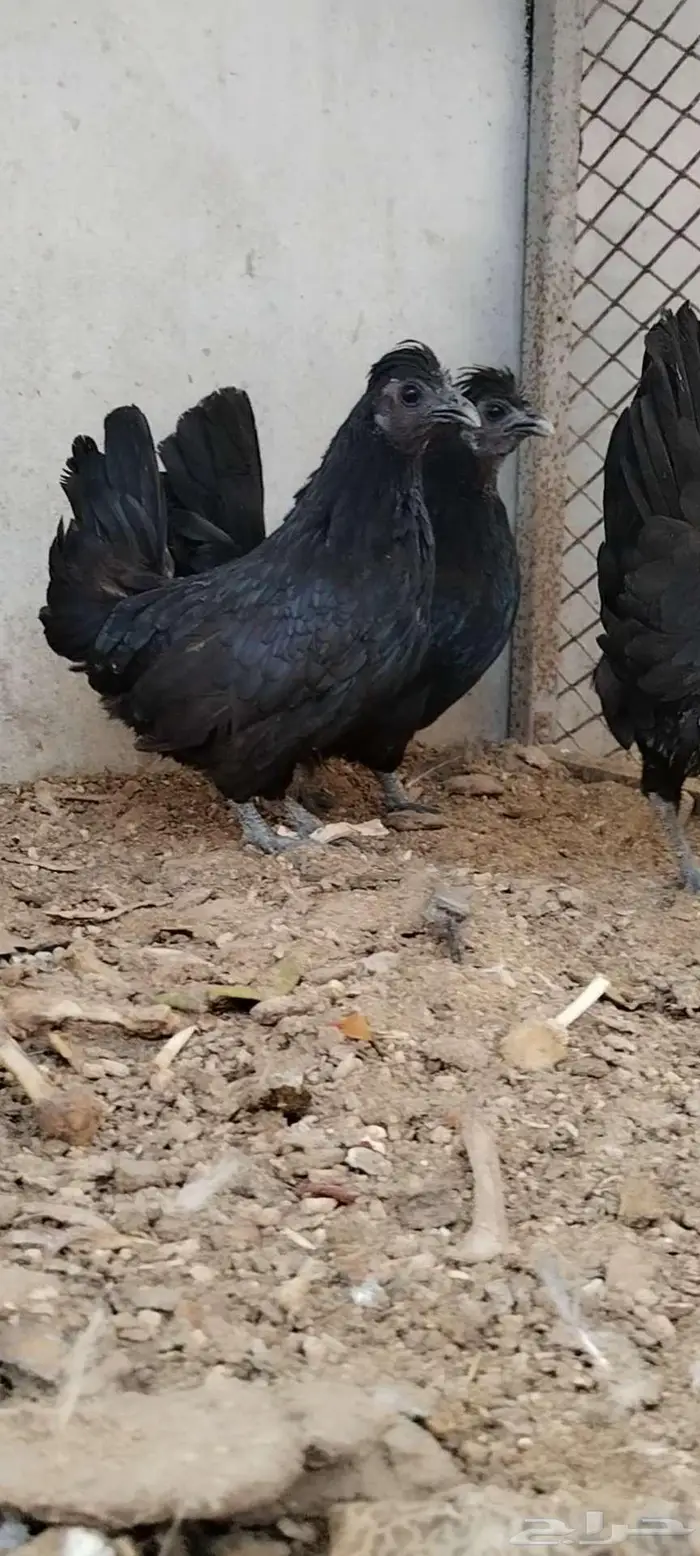 للبيع 3 دجاجات 5