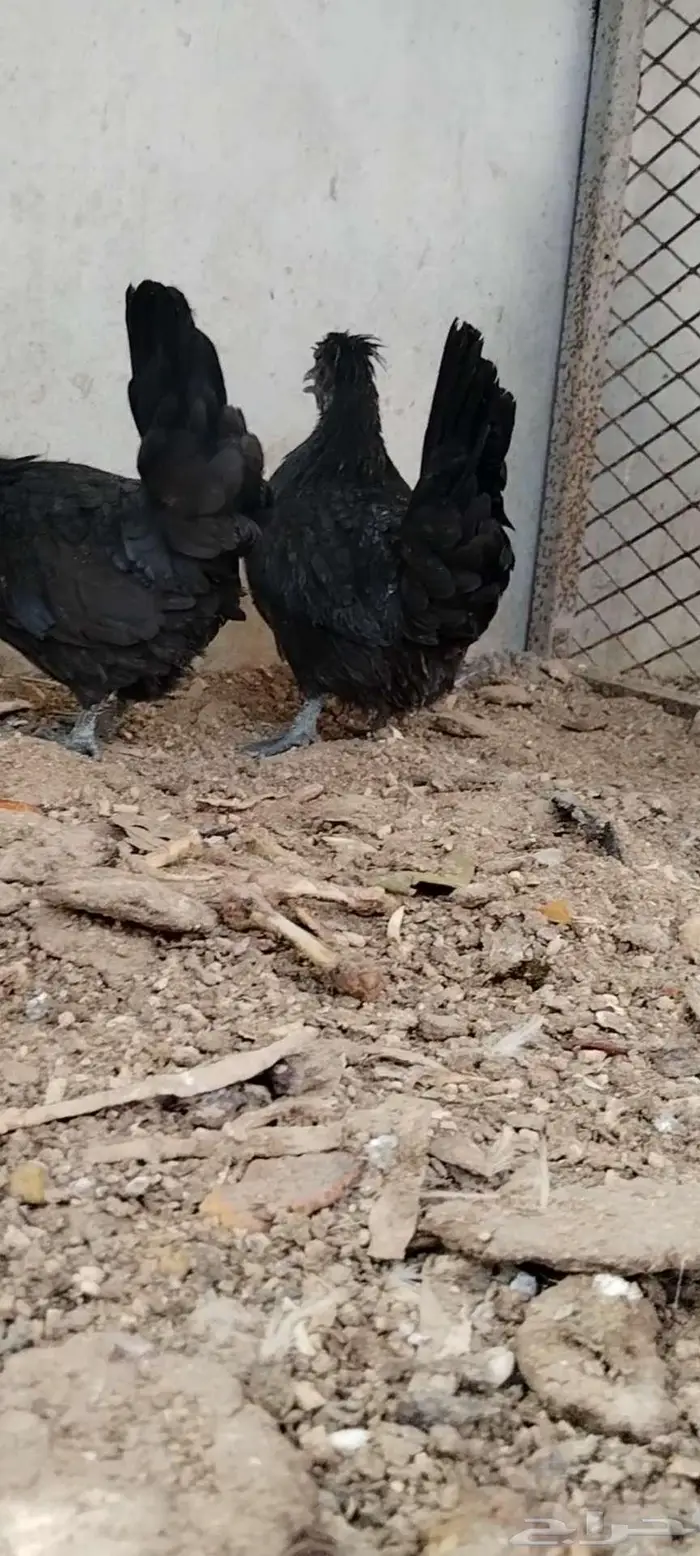 للبيع 3 دجاجات 1