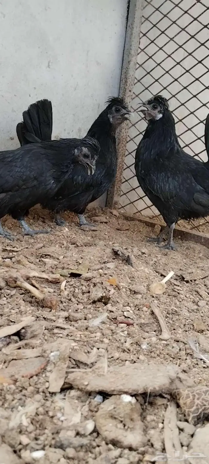 للبيع 3 دجاجات 0