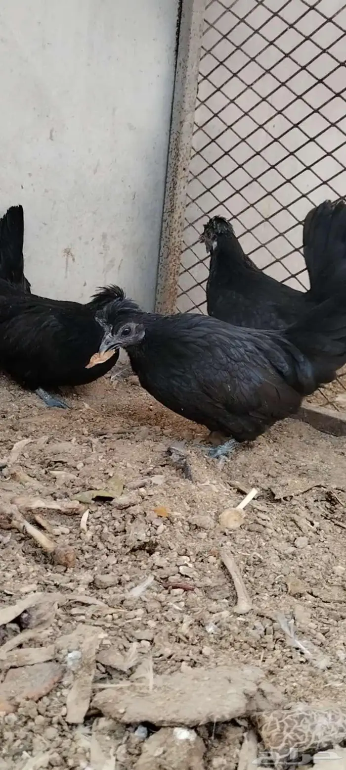 للبيع 3 دجاجات 7