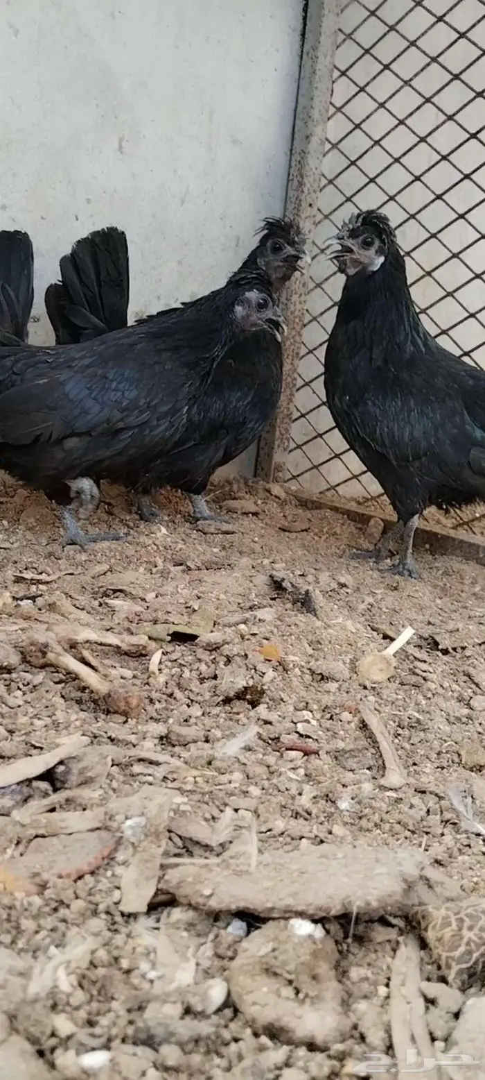 للبيع 3 دجاجات 8