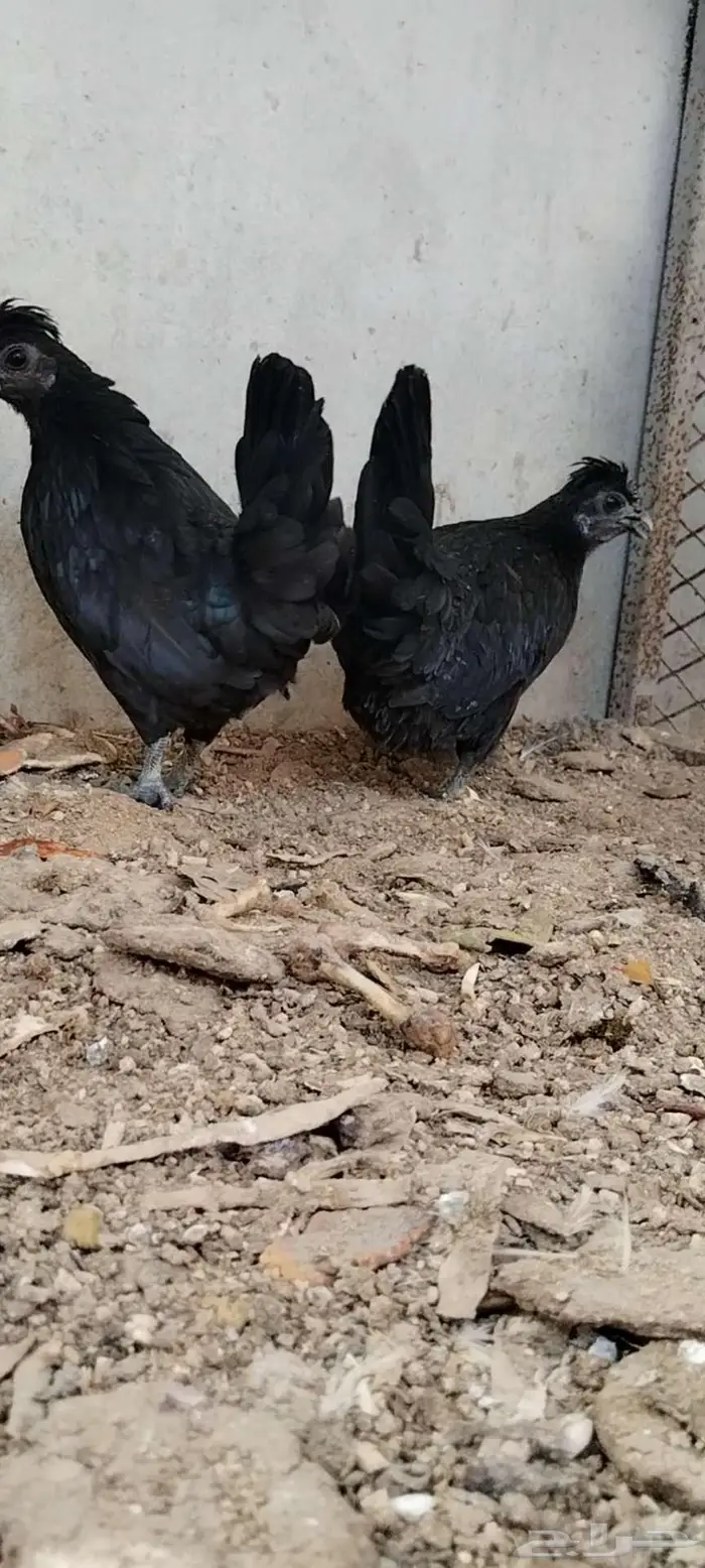 للبيع 3 دجاجات 3