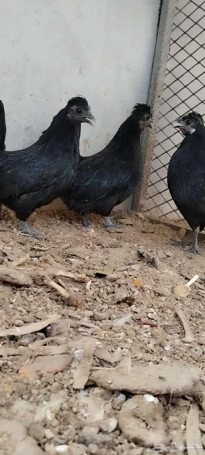 للبيع 3 دجاجات 4