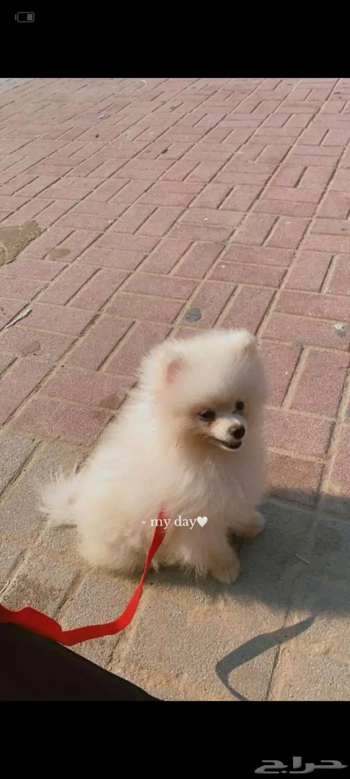 اللبيع كلب مشاهير تربيه 1