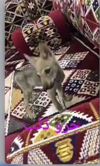 مطلوب جرو ذيب الي عنده يتواصل خاص 0