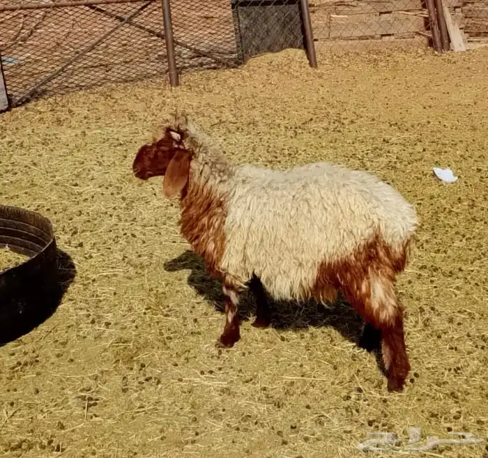 طليان للبيع 2