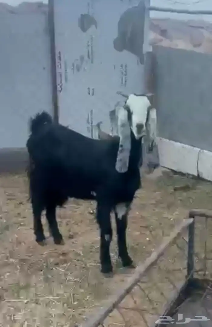 معزا صنف فاخر معها جفره 4