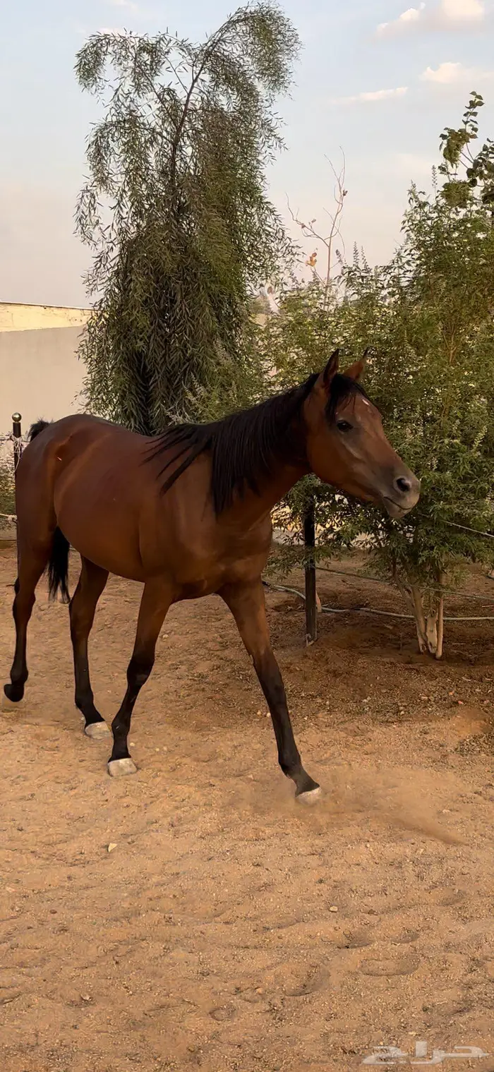 خيل للبيع 1