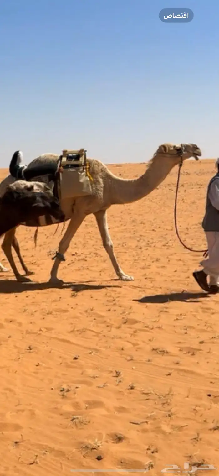 رحول ابل للبيع 0