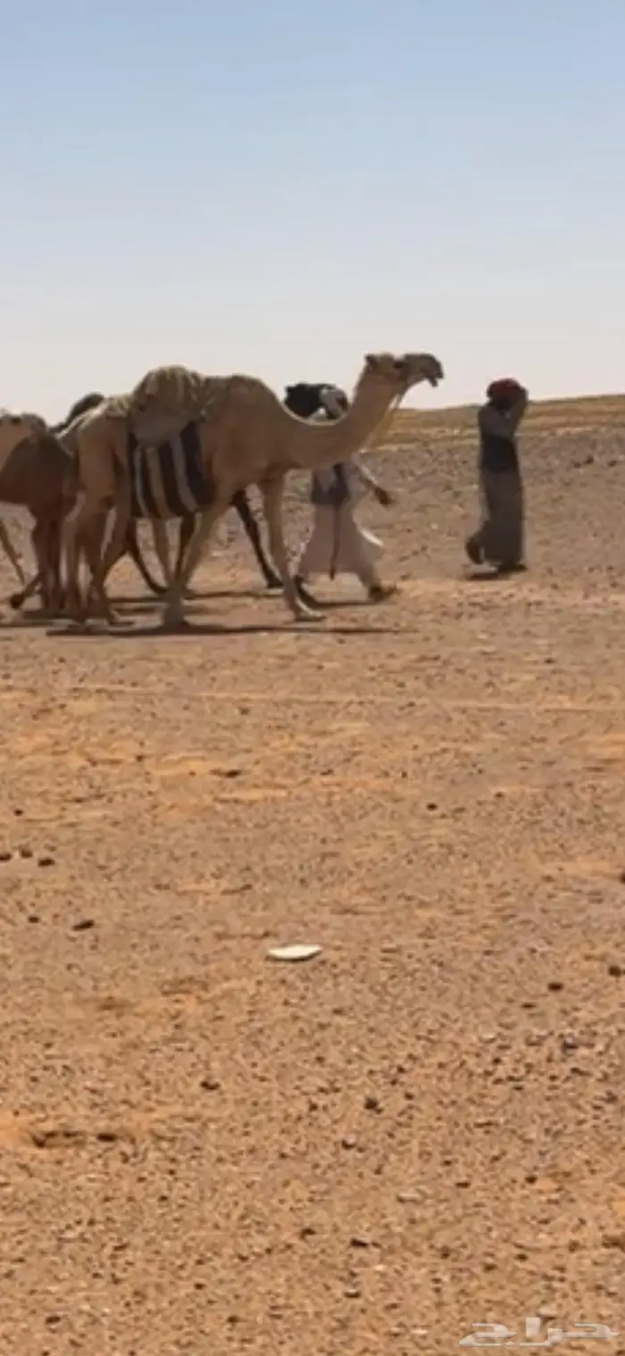 رحول ابل للبيع 1