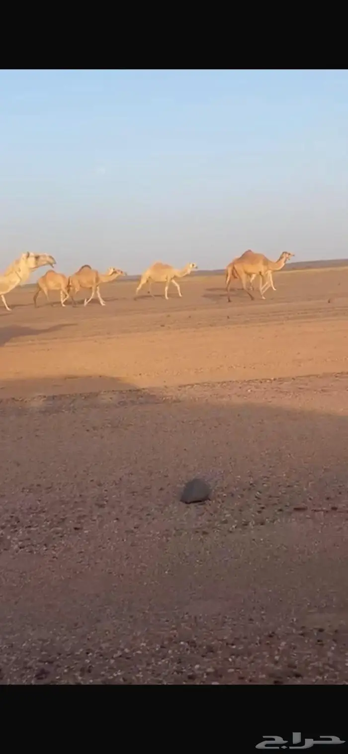 بل للبيع جمله بالمدينه المنوره 3