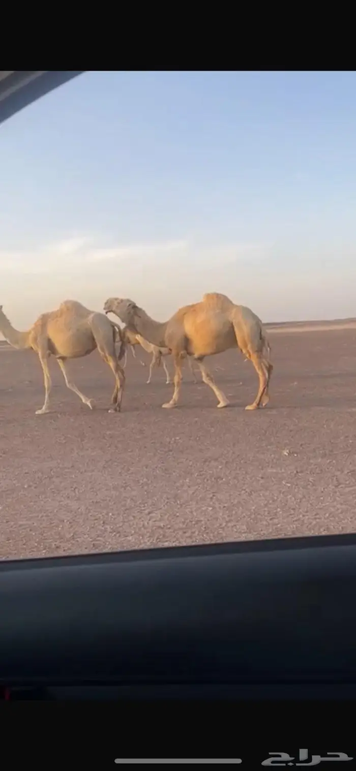 بل للبيع جمله بالمدينه المنوره 4