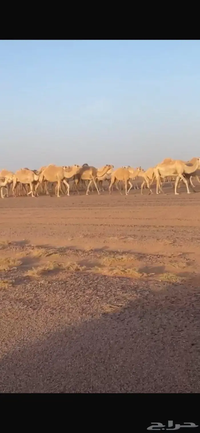 بل للبيع جمله بالمدينه المنوره 5