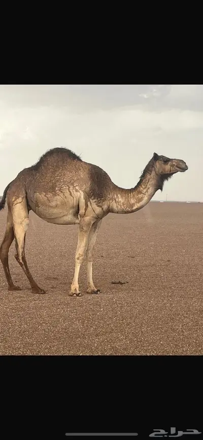 بل للبيع جمله بالمدينه المنوره index
