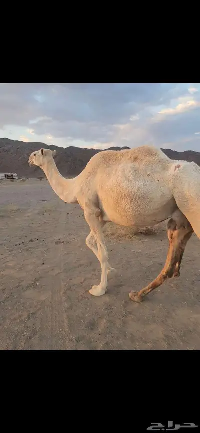 ناقه عشرا ضريبه مبيوع ولدها قبل أسبوعين index