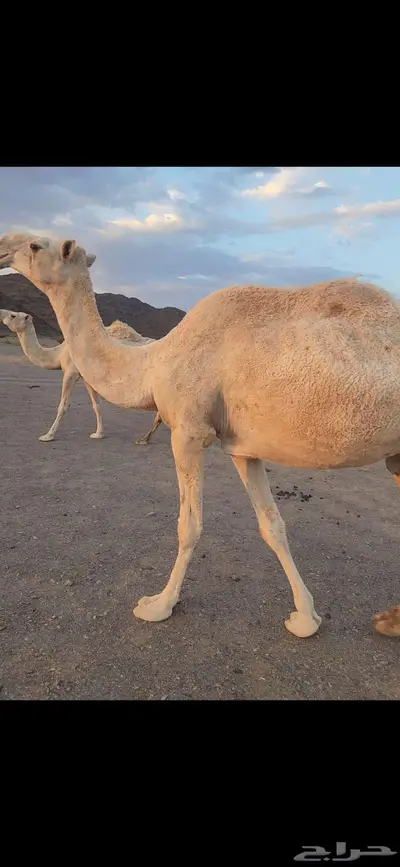 ناقه عشرا ضريبه مبيوع ولدها قبل أسبوعين index