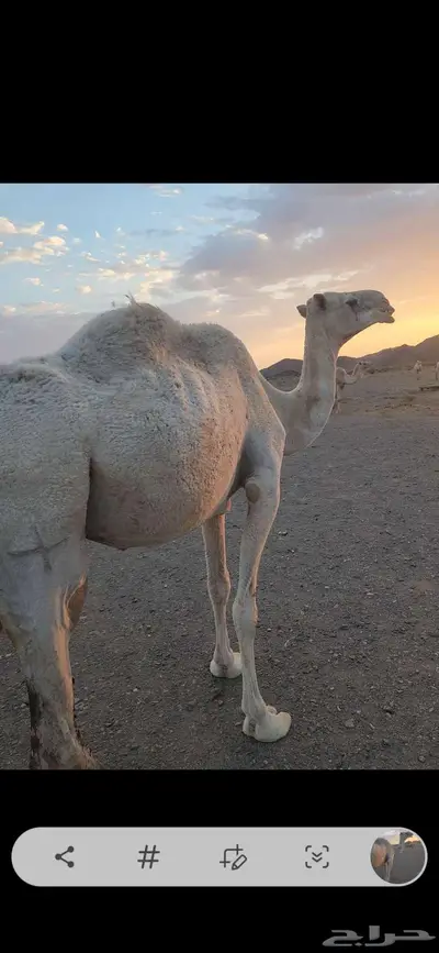 ناقه عشرا ضريبه مبيوع ولدها قبل أسبوعين index