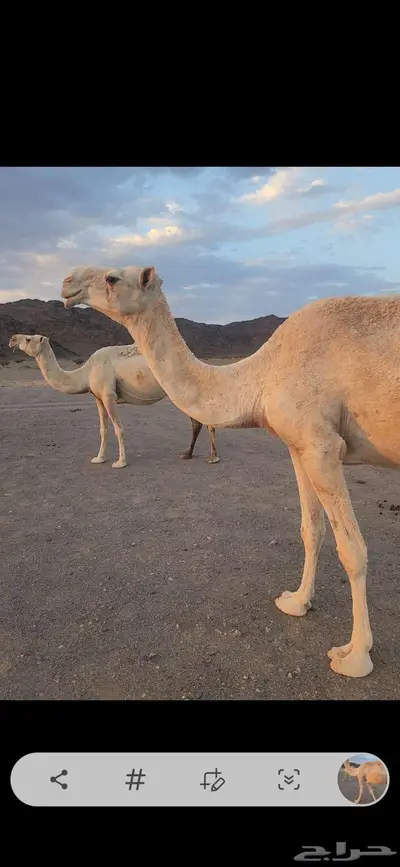 ناقه عشرا ضريبه مبيوع ولدها قبل أسبوعين index