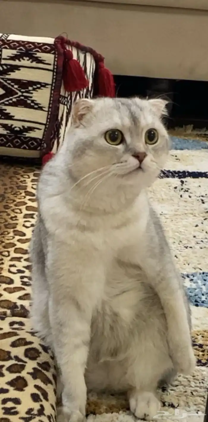 قط سكوتش 9 شهور 0