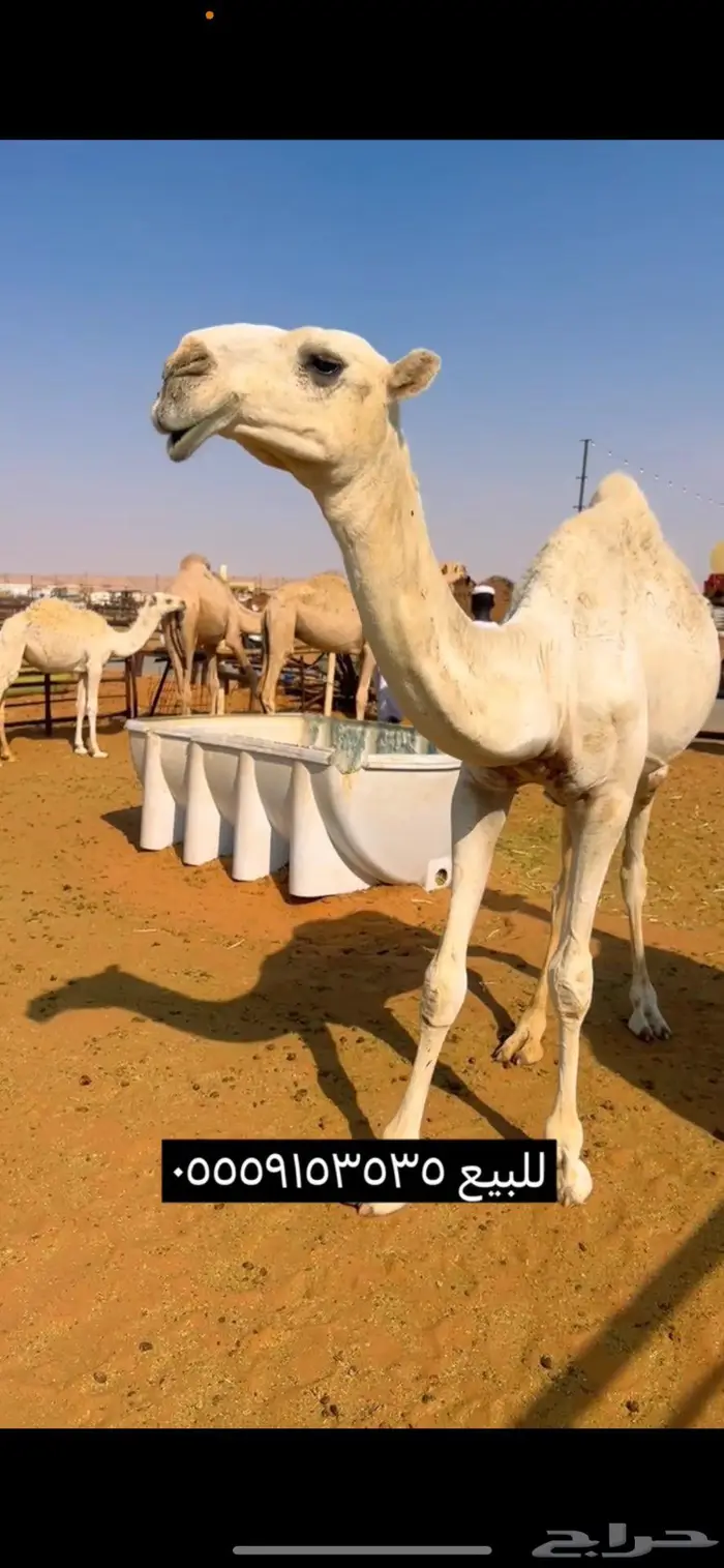 قعود اوضح باتلي 1