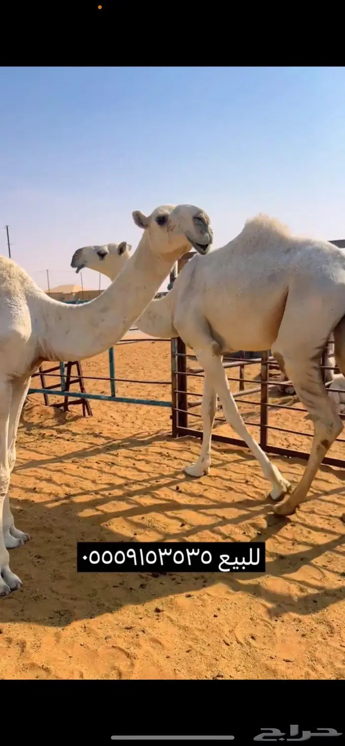 قعود اوضح باتلي 3
