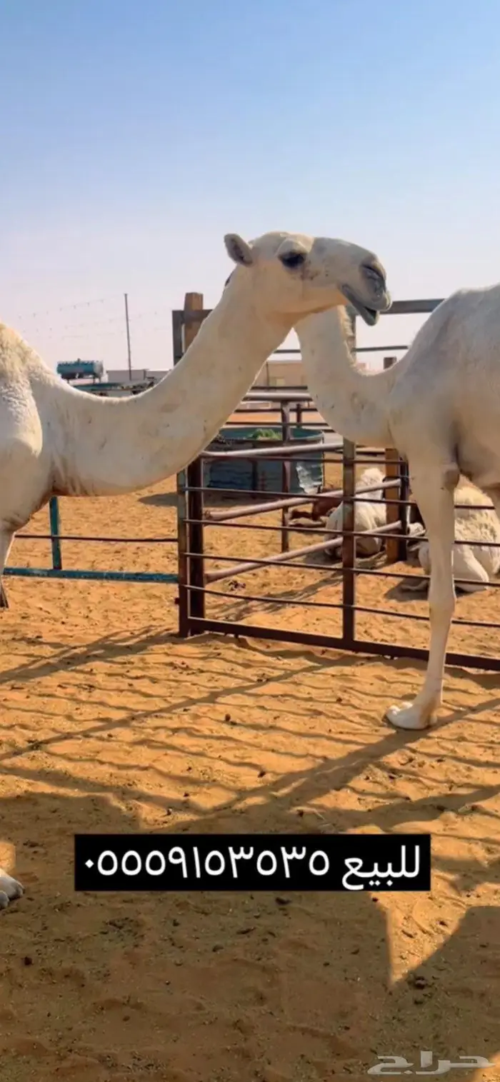 قعود اوضح باتلي 4