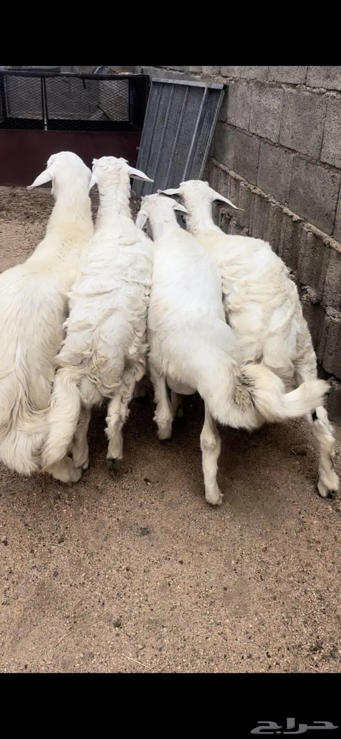 خرفان جبره ذبايح 2